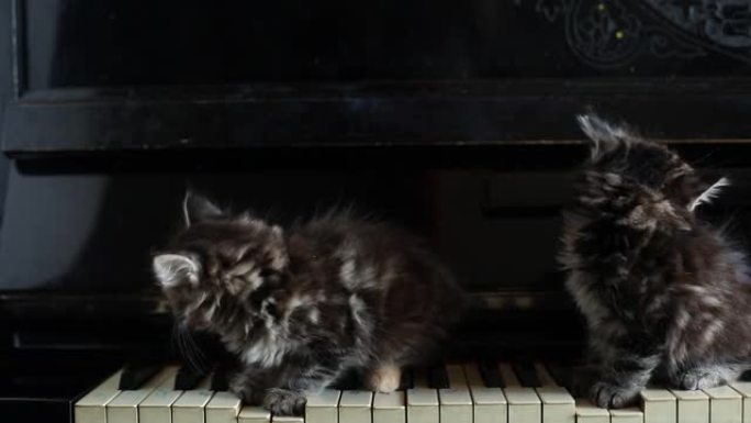 老钢琴上的小猫特写