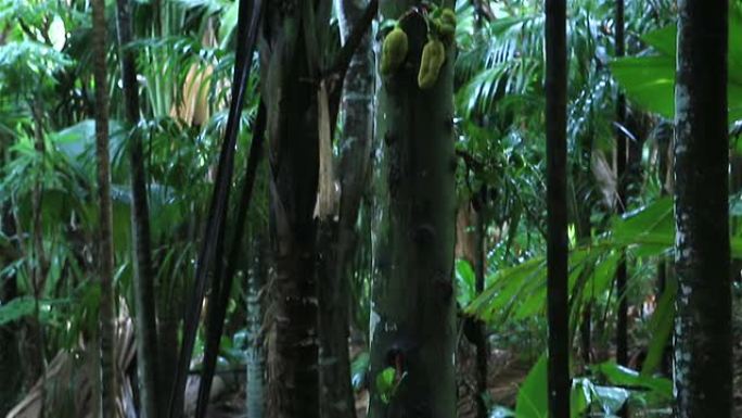 瓦莱德迈自然保护区的菠萝蜜