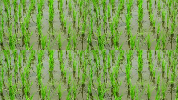 巴厘岛美丽的稻田