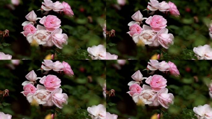 开花期间花园里的玫瑰灌木花