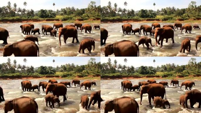 大象小牛接近母亲。