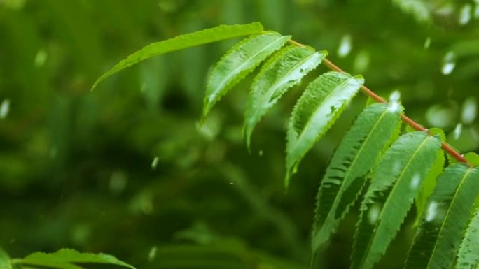 慢动作雨滴在雨中从绿叶蕨类植物中滴落。平静放松的冥想平静的背景。降雨丛林，鲜叶蕨带水滴生态系统保护环