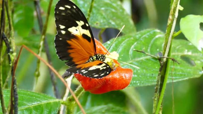 Heliconius蝴蝶蘸长鼻，以鲜艳的橙色花朵为食