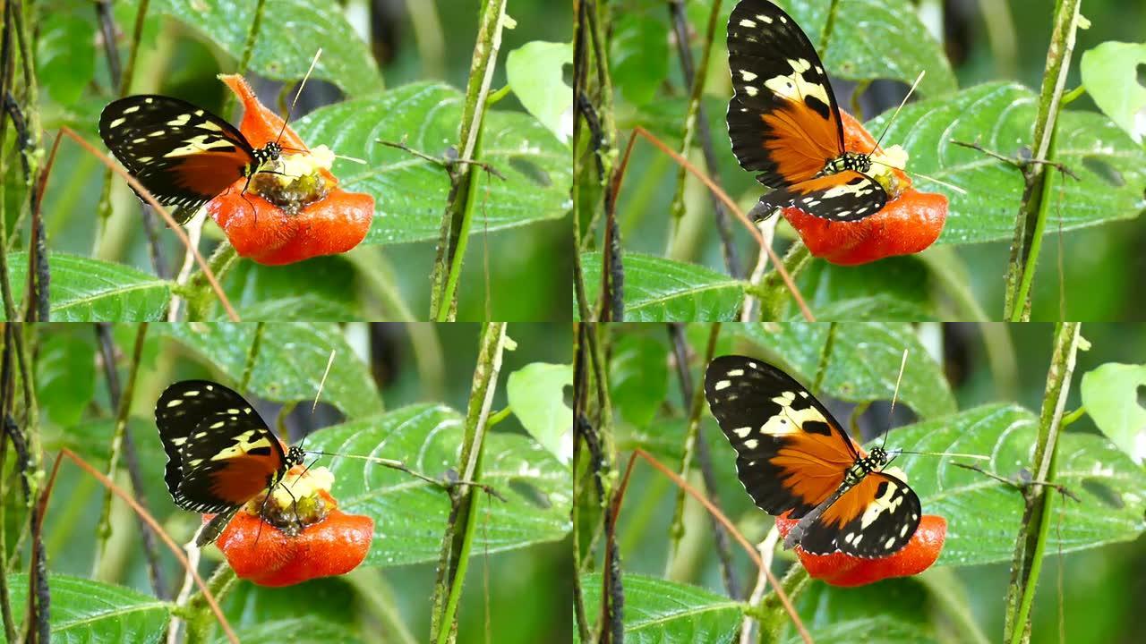 Heliconius蝴蝶蘸长鼻，以鲜艳的橙色花朵为食