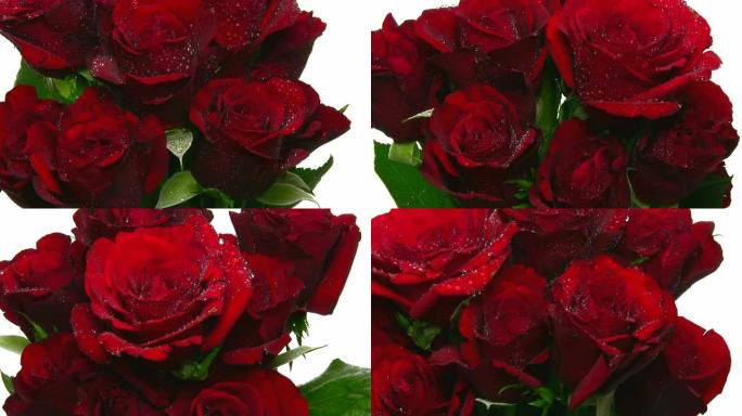 旋转带水滴的红玫瑰花束，循环5