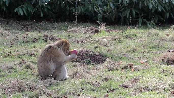 猴子吃苹果水果-阿尔及利亚和摩洛哥的巴巴里猕猴