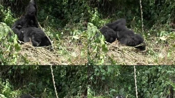 两只年轻的山地大猩猩在雨林中摔跤