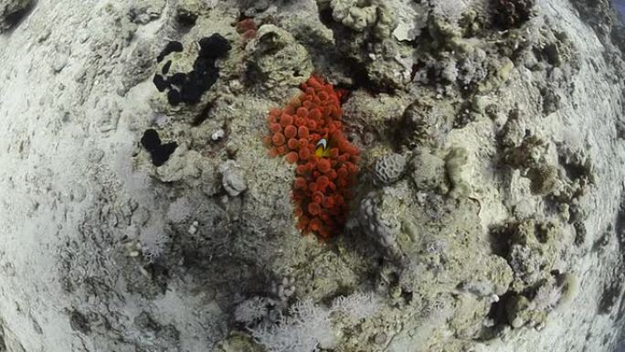 红海葵鱼和泡沫海葵