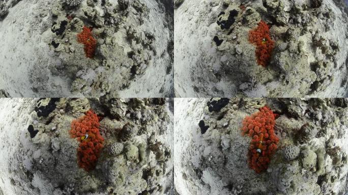 红海葵鱼和泡沫海葵