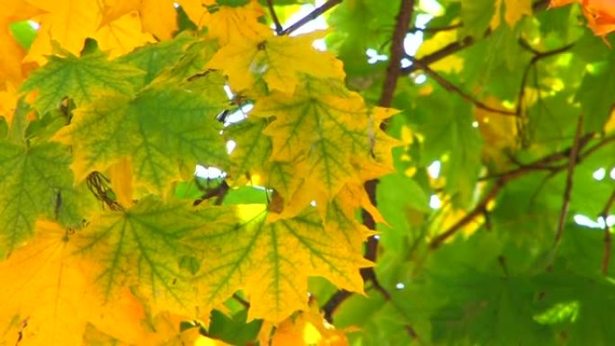 绿色和黄色叶子的高清移动树枝，特写
