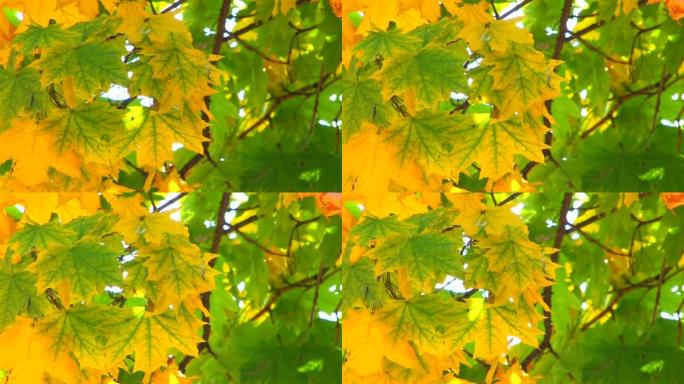 绿色和黄色叶子的高清移动树枝，特写