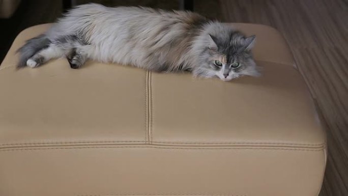 猫躺在沙发上快进视频