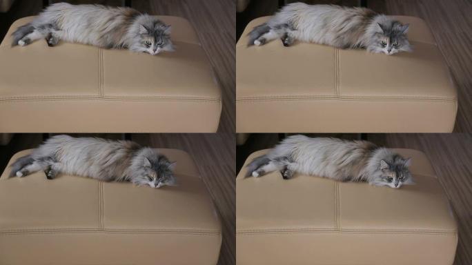 猫躺在沙发上快进视频