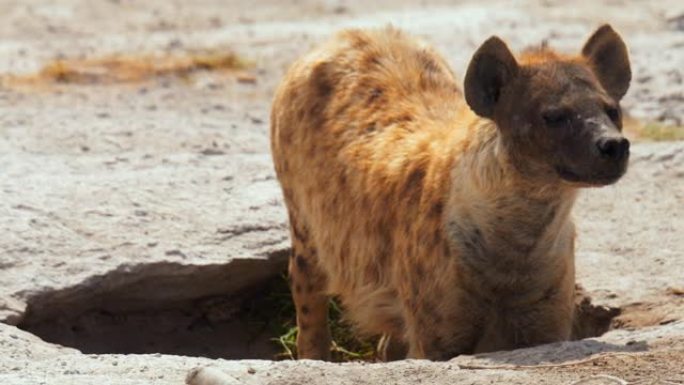 鬣狗的特写镜头在肯尼亚安博塞利国家公园的洞穴中慢慢爬下