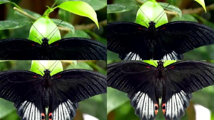 翅膀张开一只蝴蝶在一片绿叶上