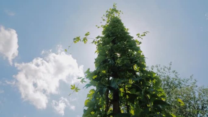 在种植啤酒花的农场上，阳光透过啤酒花的叶子