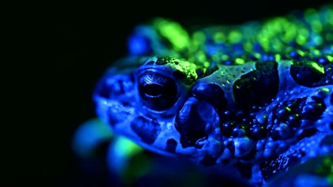 蓝色地面蟾蜍特写，夜景拍摄在发光二极管彩灯下。Natterjack呼吸着，看着相机。神奇的青蛙眨眼，