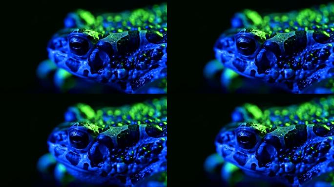 蓝色地面蟾蜍特写，夜景拍摄在发光二极管彩灯下。Natterjack呼吸着，看着相机。神奇的青蛙眨眼，