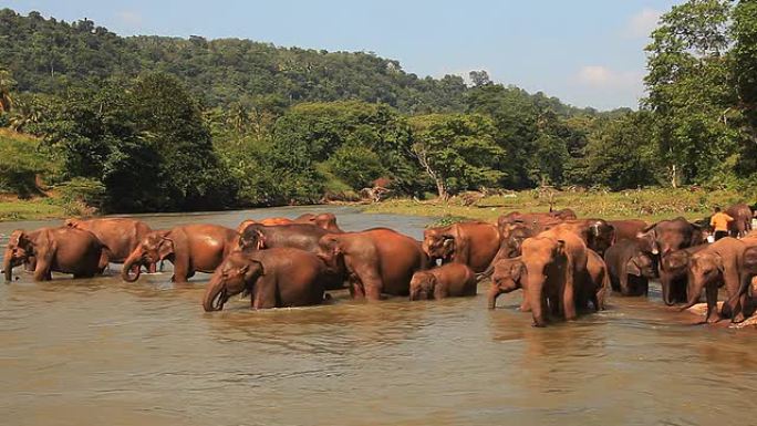 大象进入河中。