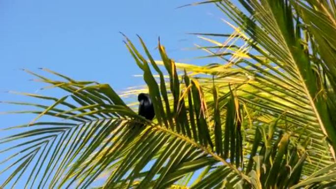 棕榈树上的鸟
