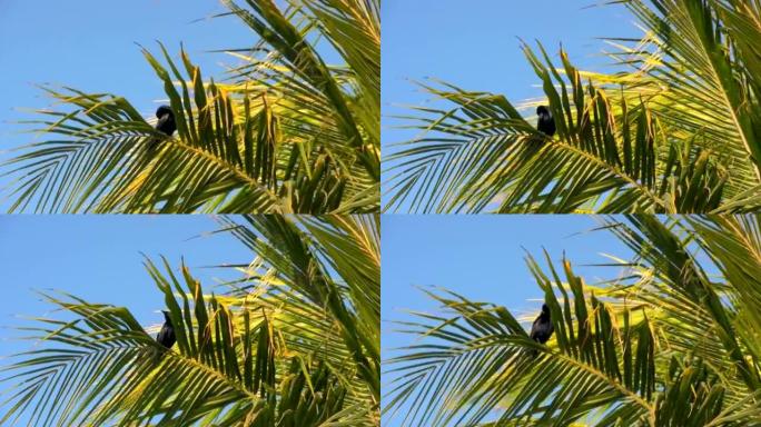 棕榈树上的鸟