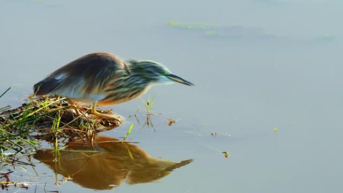 肯尼亚安博塞利国家公园湿地浅部的小鸟饮用