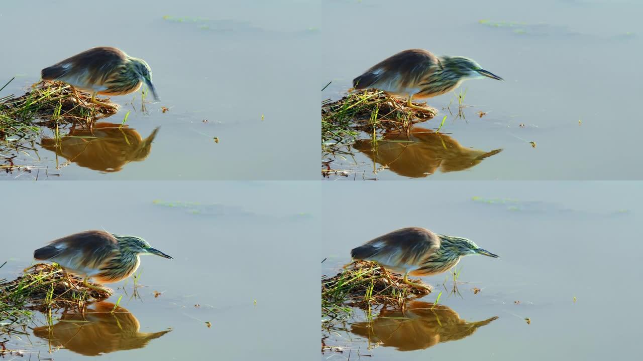 肯尼亚安博塞利国家公园湿地浅部的小鸟饮用