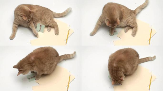 团队合作的猫便签-高清