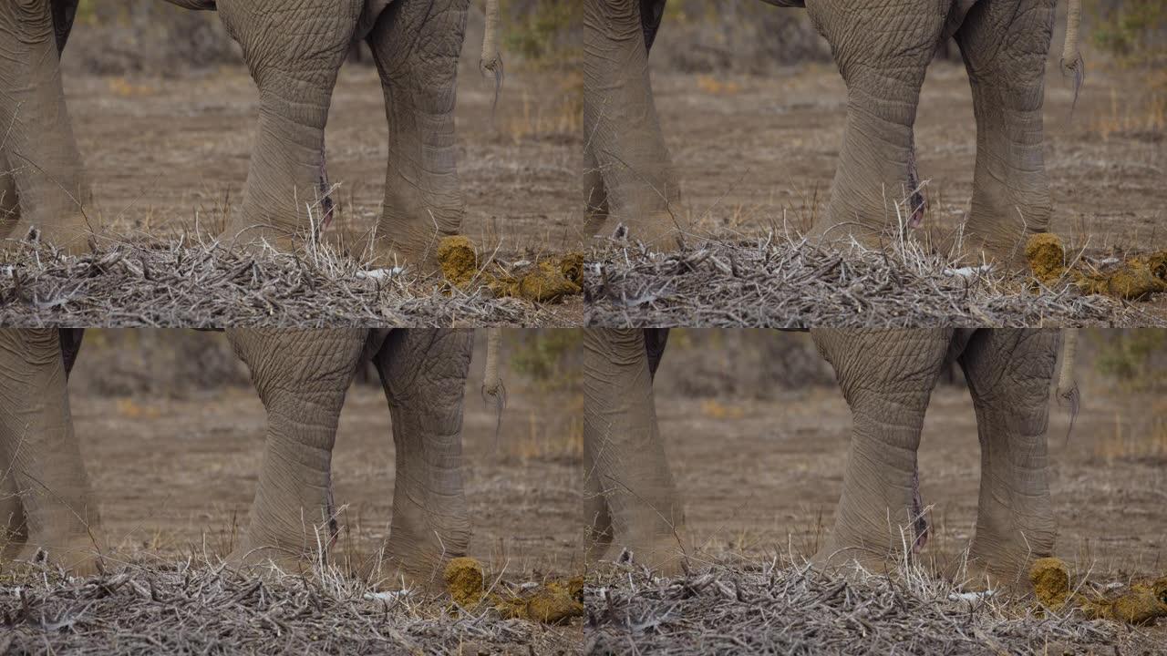 慢动作特写大象站在大草原中间，在地上撒尿，肯尼亚安博塞利国家公园