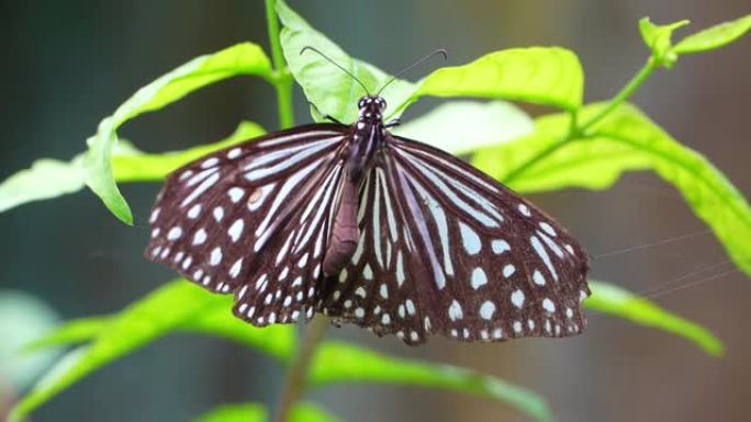 马来西亚的热带蝴蝶天堂。开花植物中的热带彩色蝴蝶。“Parantica aglea”，或玻璃状老虎。