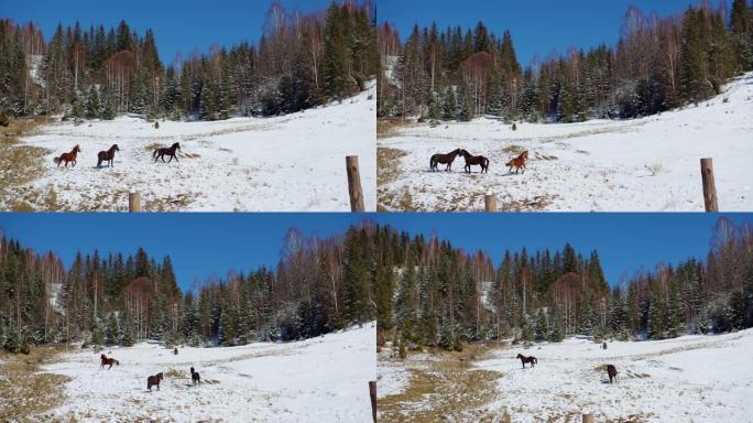 一只白牧羊人在山上放牧三匹马，背景是白雪皑皑的圣诞树。这只狗和马一起玩。狗追着马