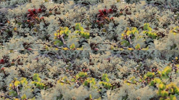 北极苔原地衣苔藓特写。主要发现于北极苔原，高山苔原地区，非常耐寒。Cladonia rangifer