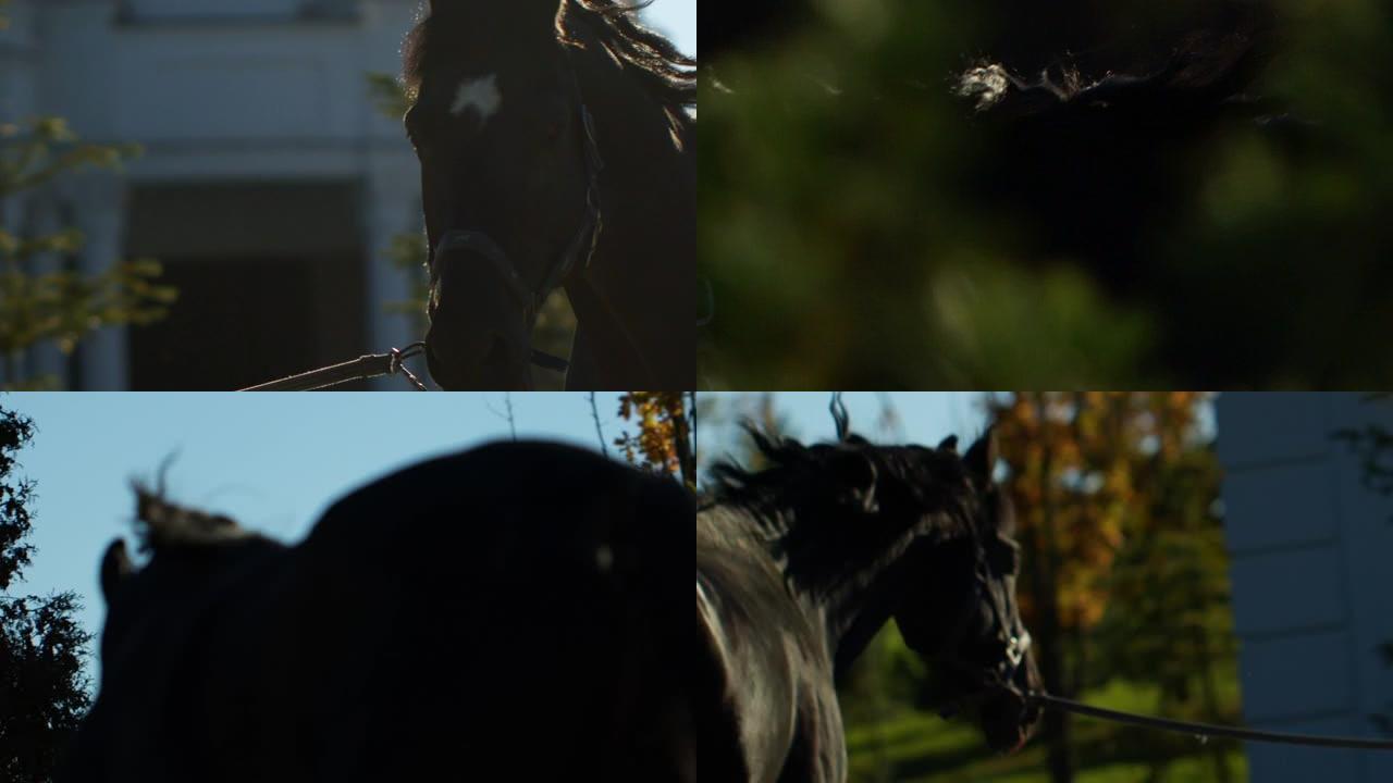 一匹运动型黑马在绿色圣诞树和一所房子的背景下小跑。这匹马是用皮带训练的。详细计划
