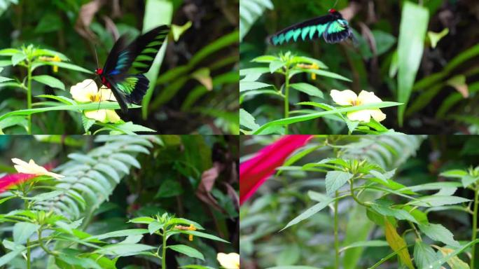 马来西亚的热带蝴蝶天堂。开花植物中的热带彩色蝴蝶。拉贾布鲁克斯鸟翼