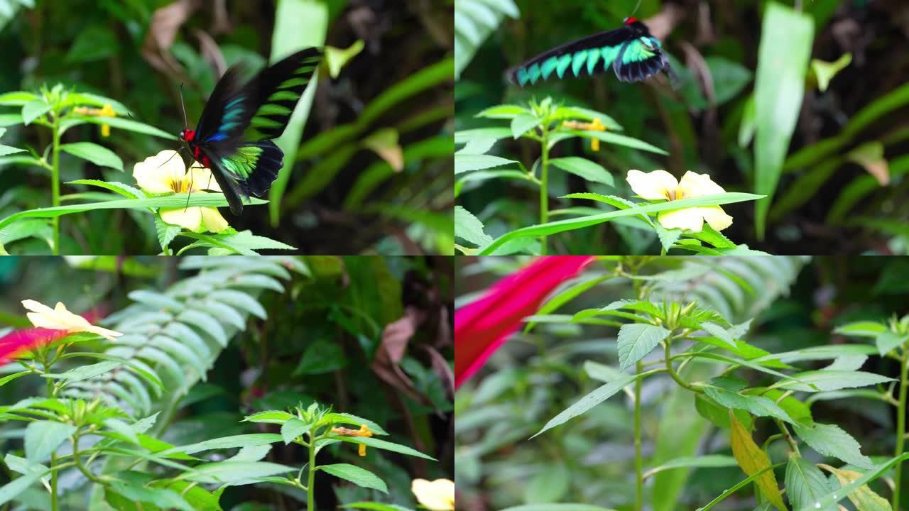 马来西亚的热带蝴蝶天堂。开花植物中的热带彩色蝴蝶。拉贾布鲁克斯鸟翼