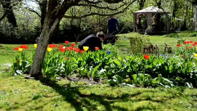 一对年轻的园丁在春天的郁金香花之间工作