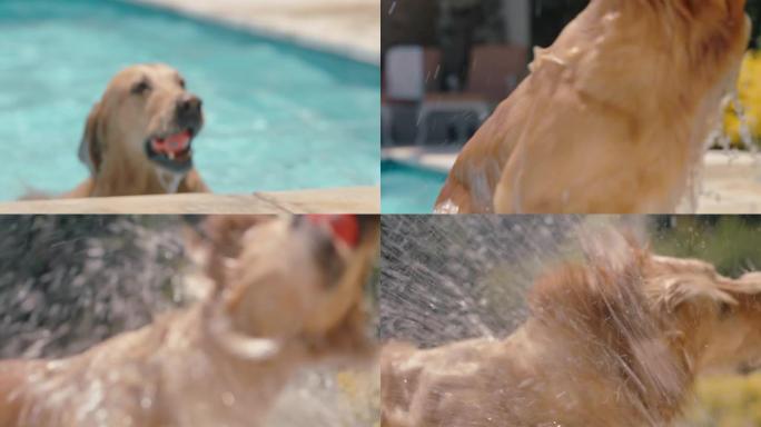 有趣的金毛猎犬狗在游泳池游泳取玩具球摇晃水面嬉戏享受夏天可爱的毛茸茸的狗玩得开心4k镜头