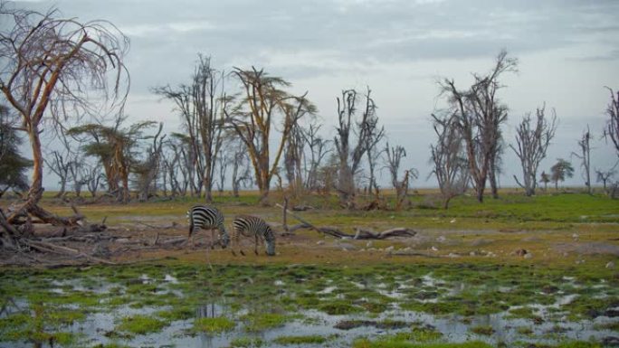 肯尼亚安博塞利国家公园，两只斑马在一个水坑旁放牧，背景是许多枯树