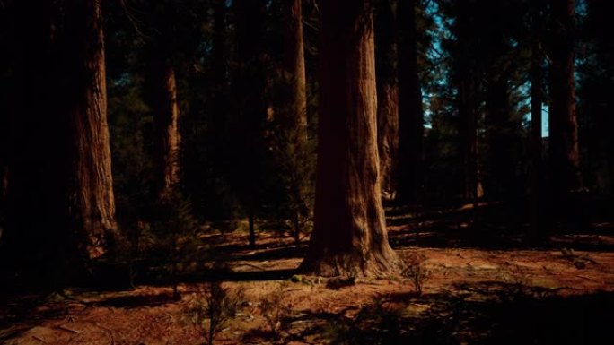 阳光明媚的日子，优胜美地国家公园的巨型红杉树群