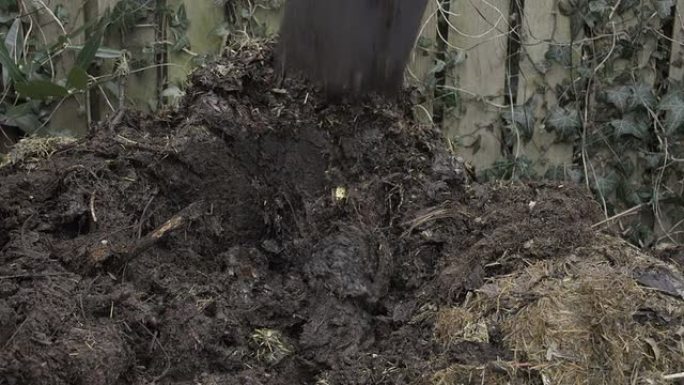 成年男性正在挖一些新鲜的花园堆肥