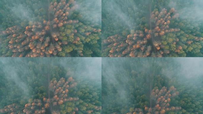 山区有阴雨天气。烟雾弥漫在松树森林上。迷雾日山上云杉林木的航拍镜头