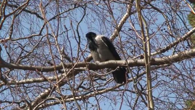 树上的乌鸦 (Corvus corvidae) 6