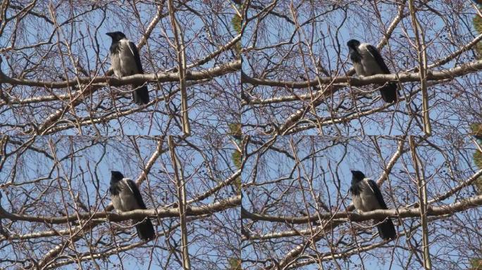 树上的乌鸦 (Corvus corvidae) 6