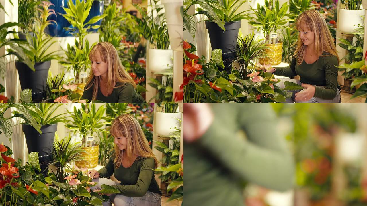 在花店工作的女人布置植物和花盆