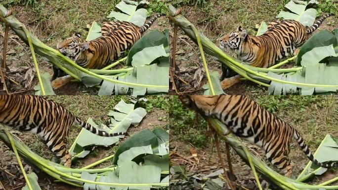 孟加拉虎猛虎猛兽跳跃