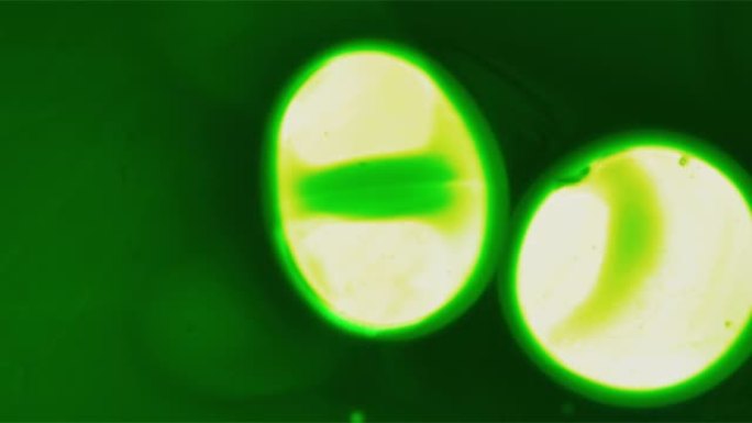 漂浮在空间中的绿色细胞液滴融合在一起背景