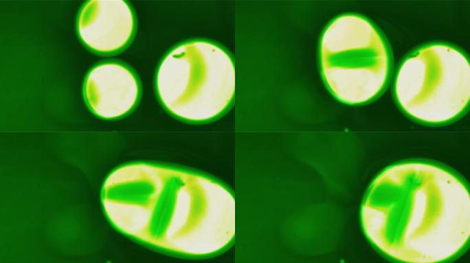 漂浮在空间中的绿色细胞液滴融合在一起背景