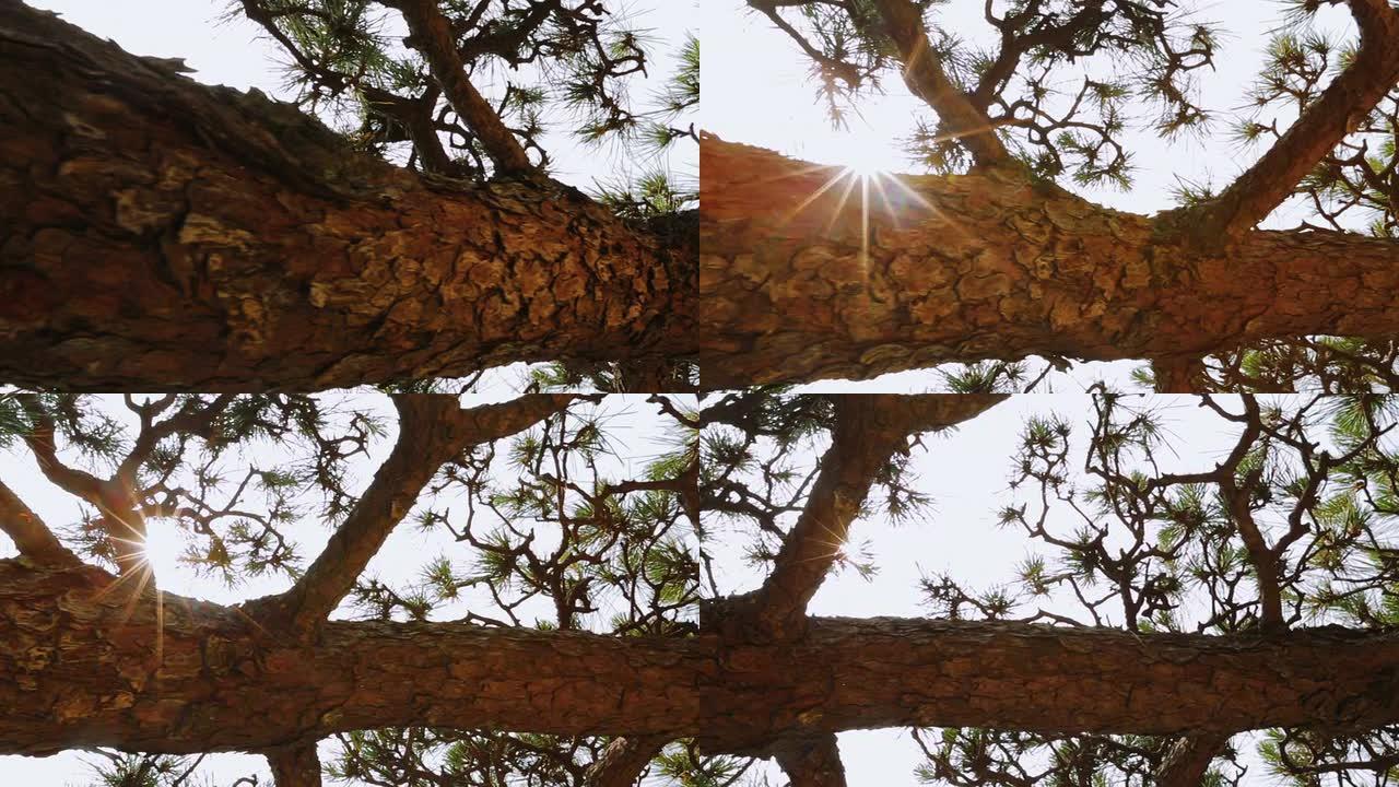 日本松树 (马祖) 多莉被太阳击破。