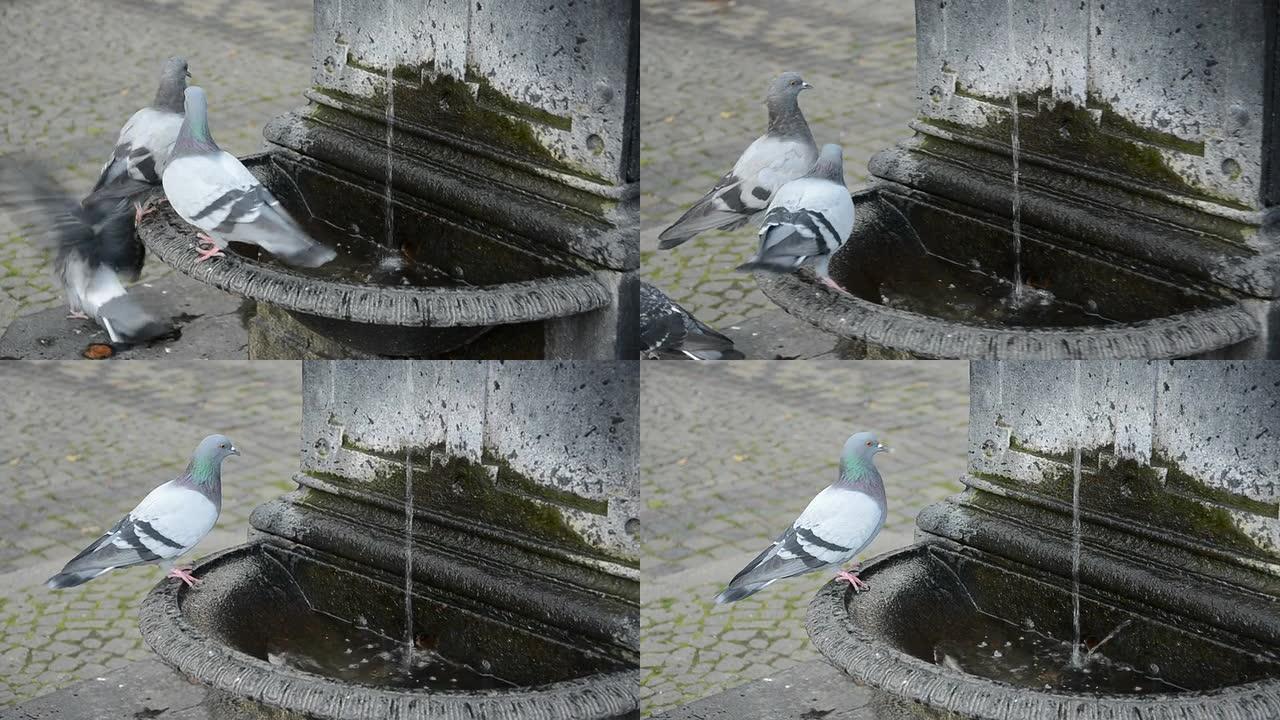 街道喷泉上的鸽子