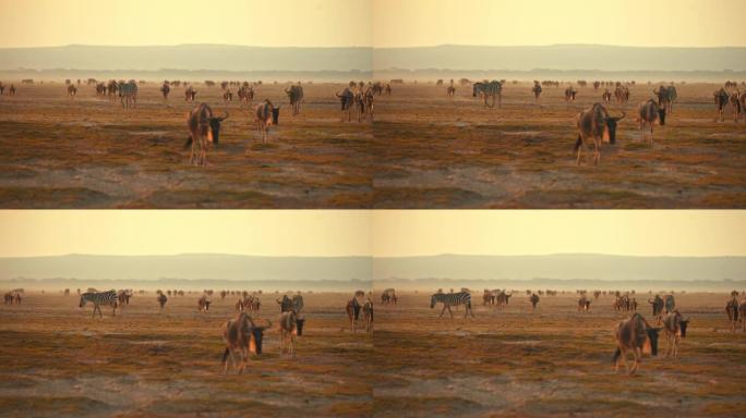 经过漫长的炎热天气后，成群的牛羚和一只孤独的斑马在热带草原上迁徙。纪录片